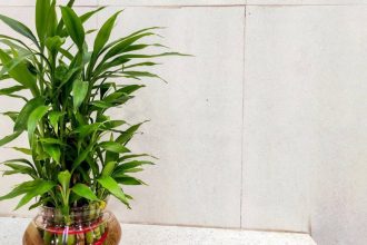 Créditos: Imagem/Divulgação