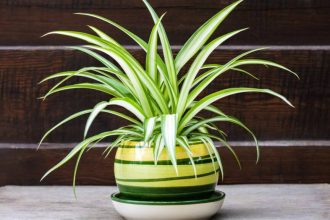 Créditos: Imagem/Divulgação