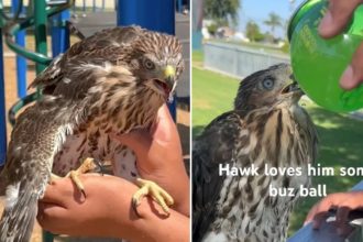 Créditos: Imagem/Divulgação