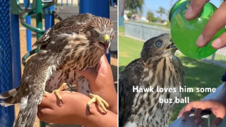 Créditos: Imagem/Divulgação