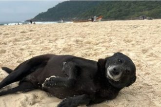 Créditos: Imagem/Divulgação