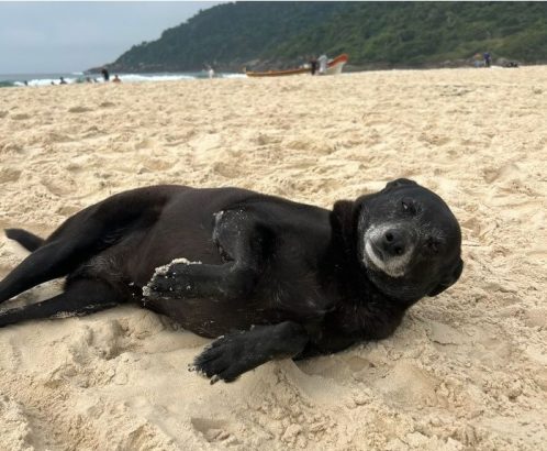 Créditos: Imagem/Divulgação