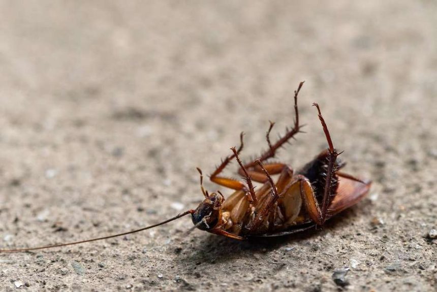 Créditos: Imagem/Divulgação