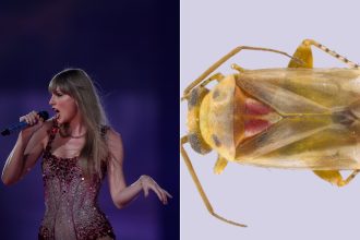 Créditos/Reprodução Internet